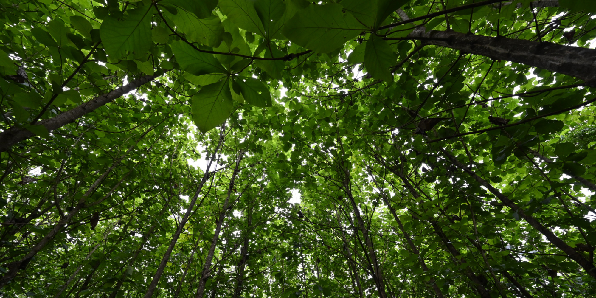 Reforestation-l-agroforesterie
